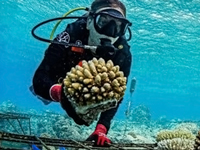 Coral Gardeners
