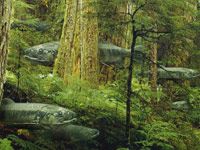 The Salmon Forest