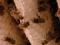 Honeybees