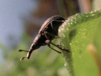 Weevils